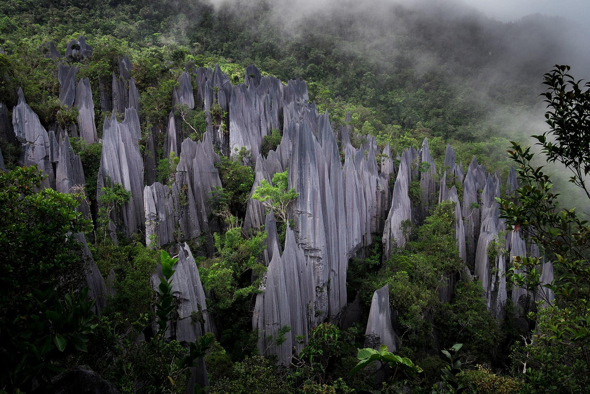 The limestone Pinnacles of Gunung Mulu rising out of misty rainforest