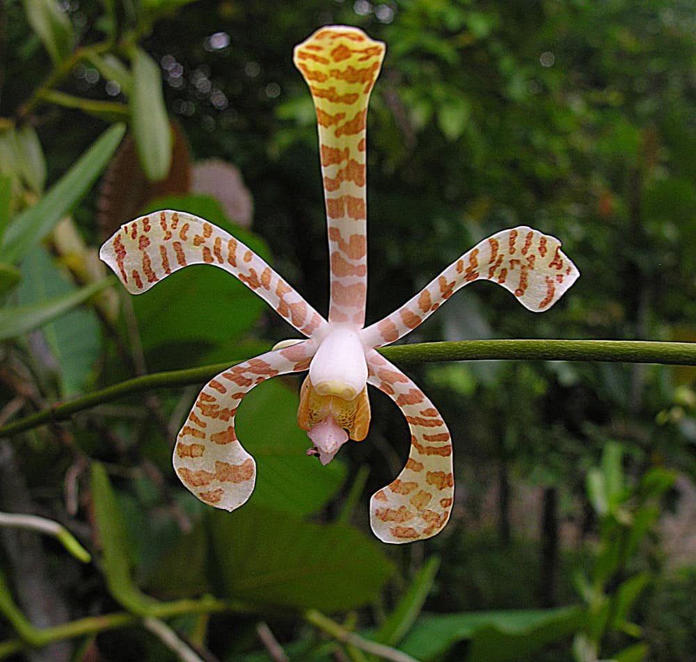 A single flower of the huge inflorescence known as Orkid Harimau. Photo from Batang Ai Reservoir area, Sarawak, Borneo. In context at www.dixpix.ca/indonesia/flora/orchid/index.html