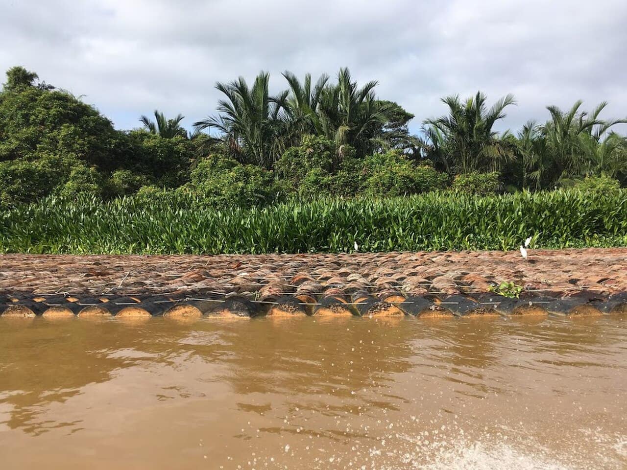Freshly cut sago logs stacked at the water's edge on the Melanau coast