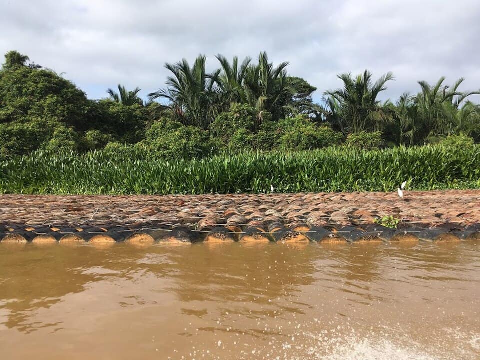 Freshly cut sago logs stacked at the water's edge on the Melanau coast