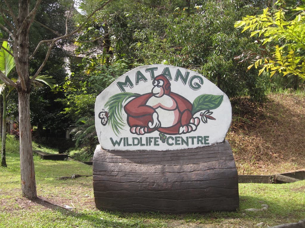 The carved entrance sign for Matang Wildlife Centre, painted with an orangutan, standing in forest