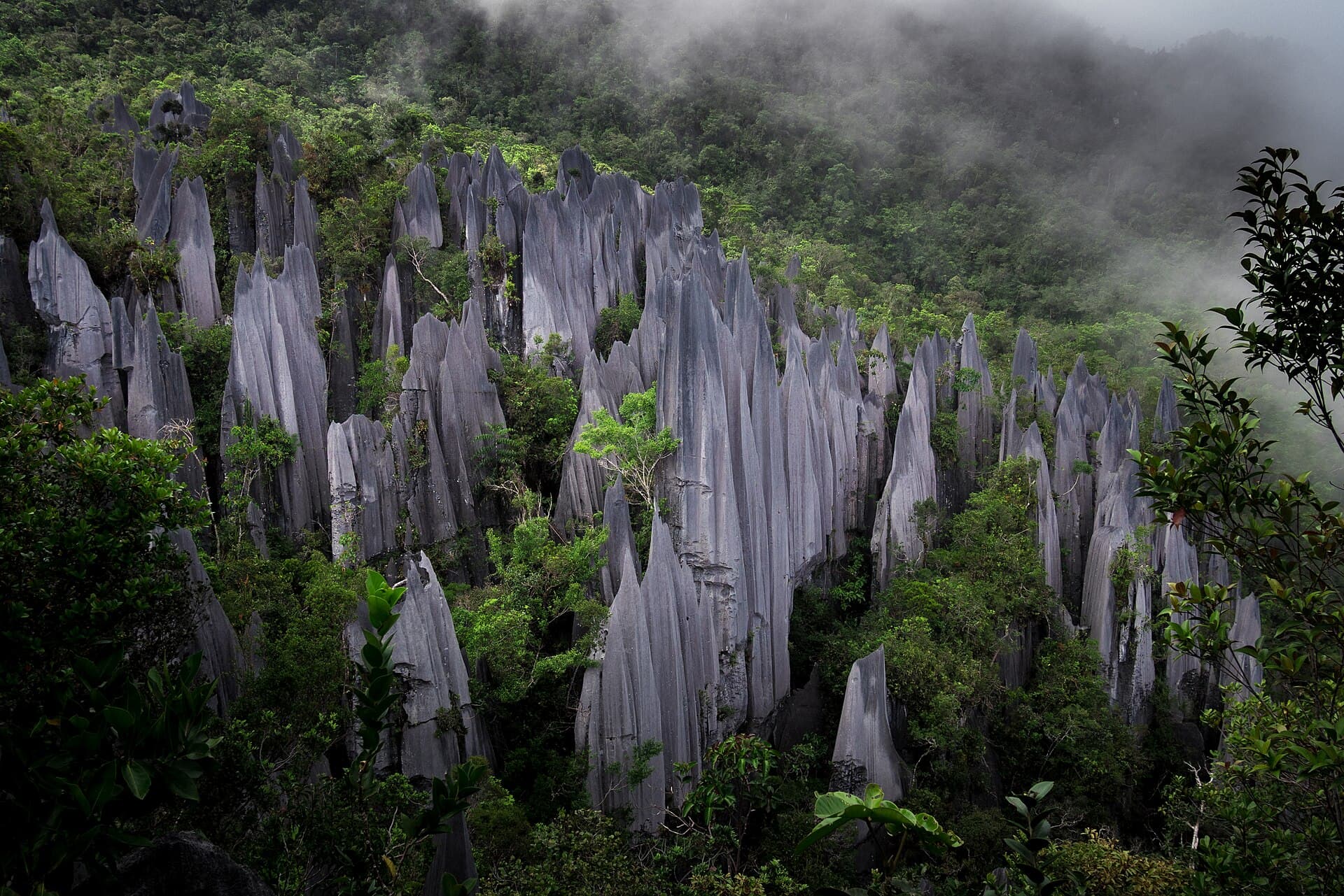 The limestone Pinnacles of Gunung Mulu rising out of misty rainforest