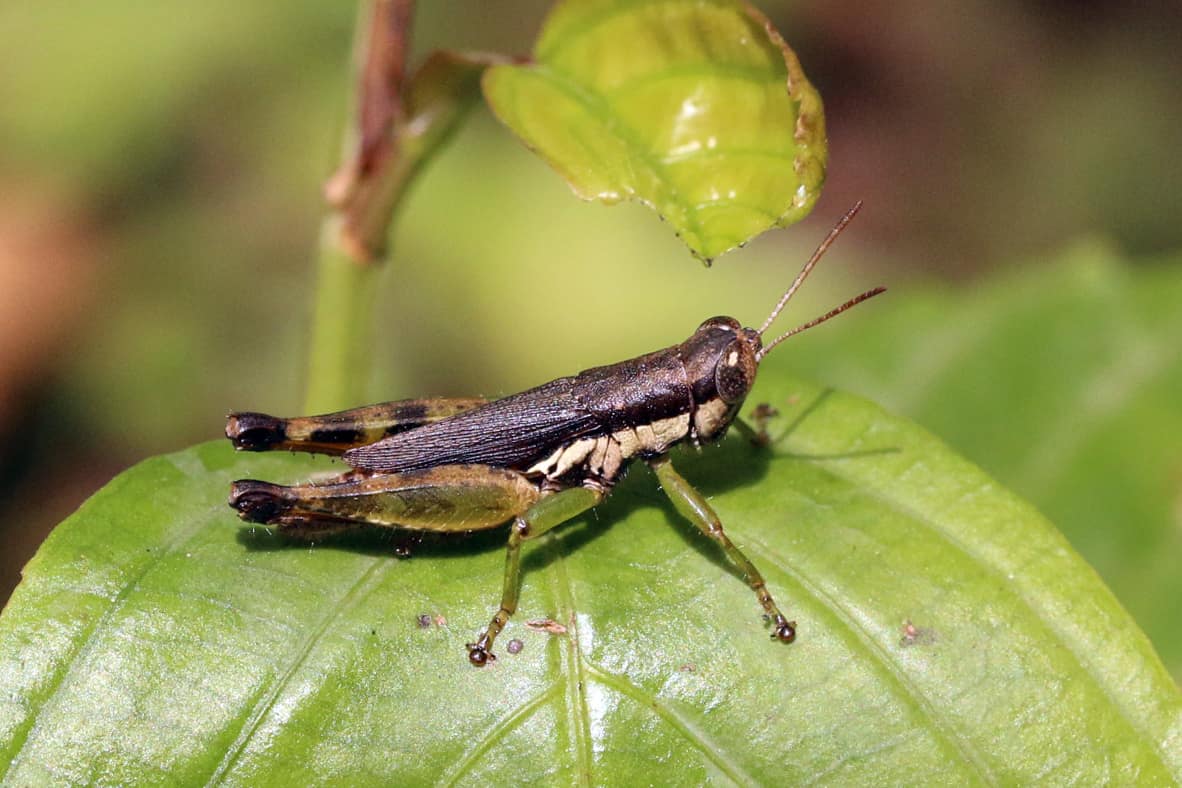 Small rice grasshopper ( Pseudoxya diminuta ), Sabah, Borneo