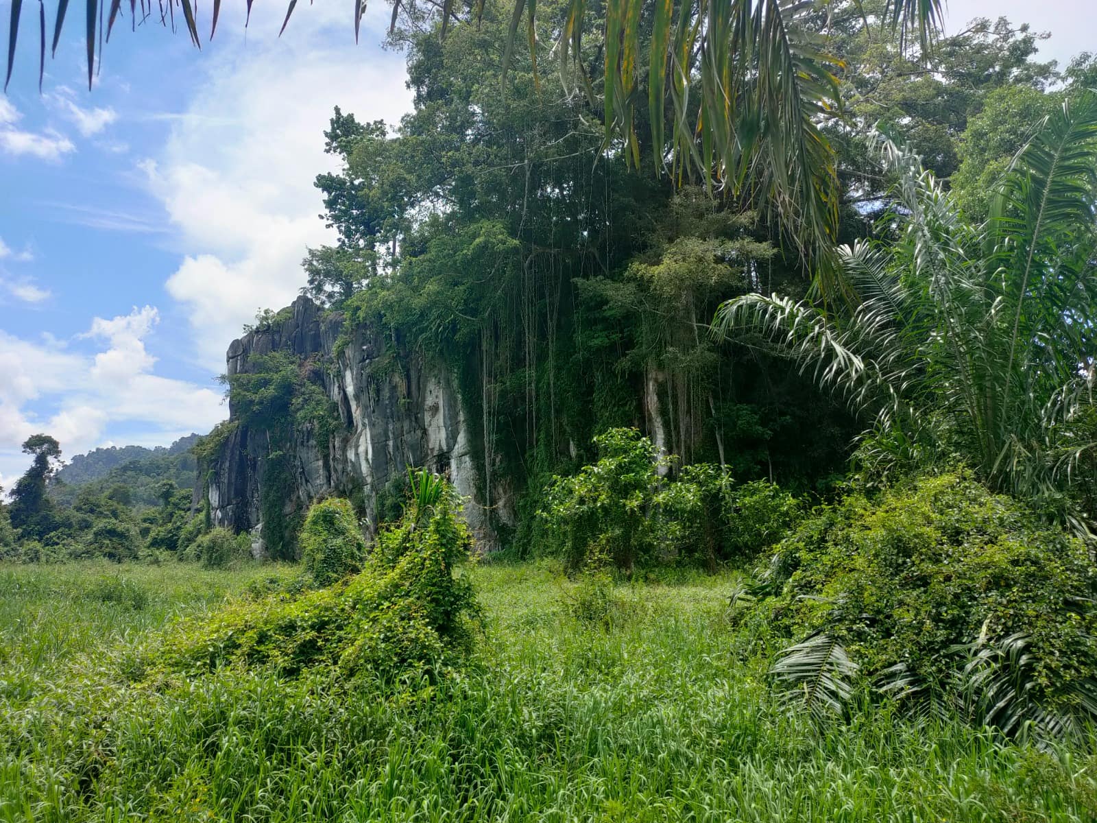 Figure 1a Batu Kudik limestone outcrop (near Simunjan, Sarawak, Malaysian Borneo; 1°12'35.38"N, 110°51'38.23"E) surrounded by oil palm plantation. East side of the outcrop.