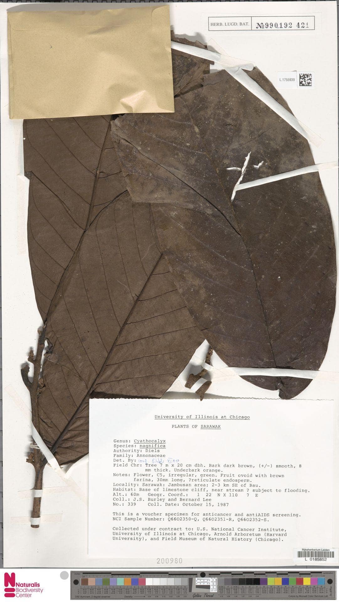 Cyathocalyx crassipetalus R.J.Wang and R.M.K.Saunders (type of) - Cyathocalyx magnificus Diels (species)