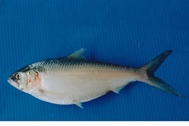 A terubok, the toli shad whose salted roe is a Sarawak delicacy