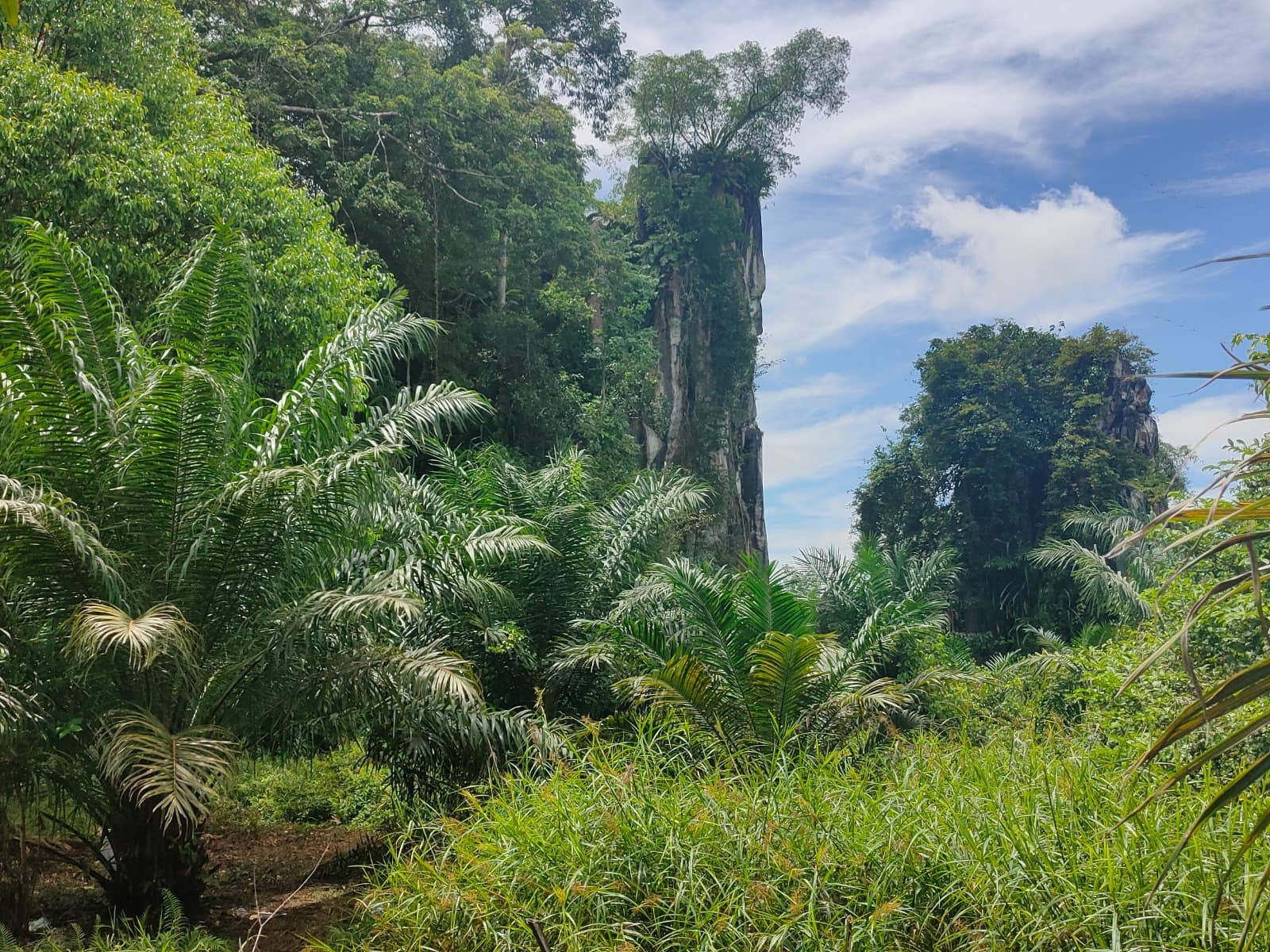 Figure 1b Batu Kudik limestone outcrop (near Simunjan, Sarawak, Malaysian Borneo; 1°12'35.38"N, 110°51'38.23"E) surrounded by oil palm plantation. West side of the outcrop.
