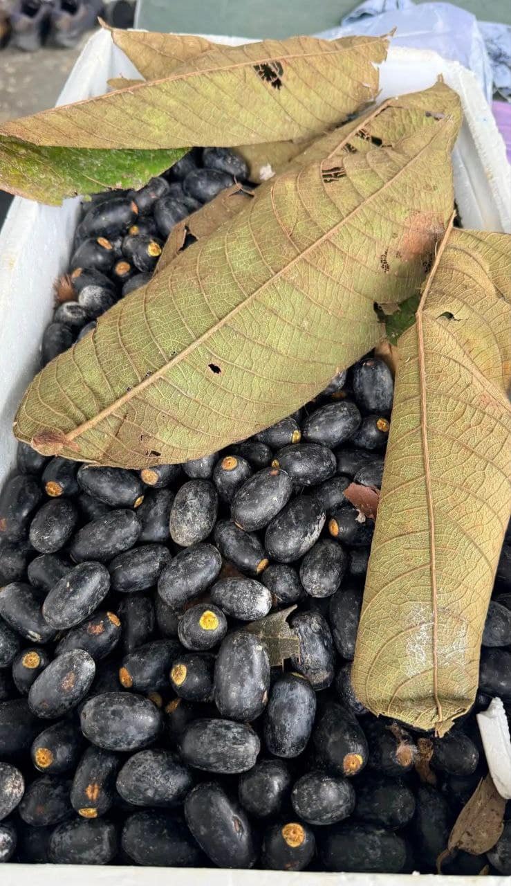 A cluster of dark-purple dabai fruit still on the branch
