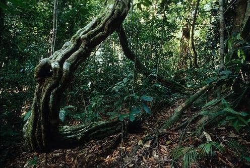 The rainforest understory at Lambir Hills