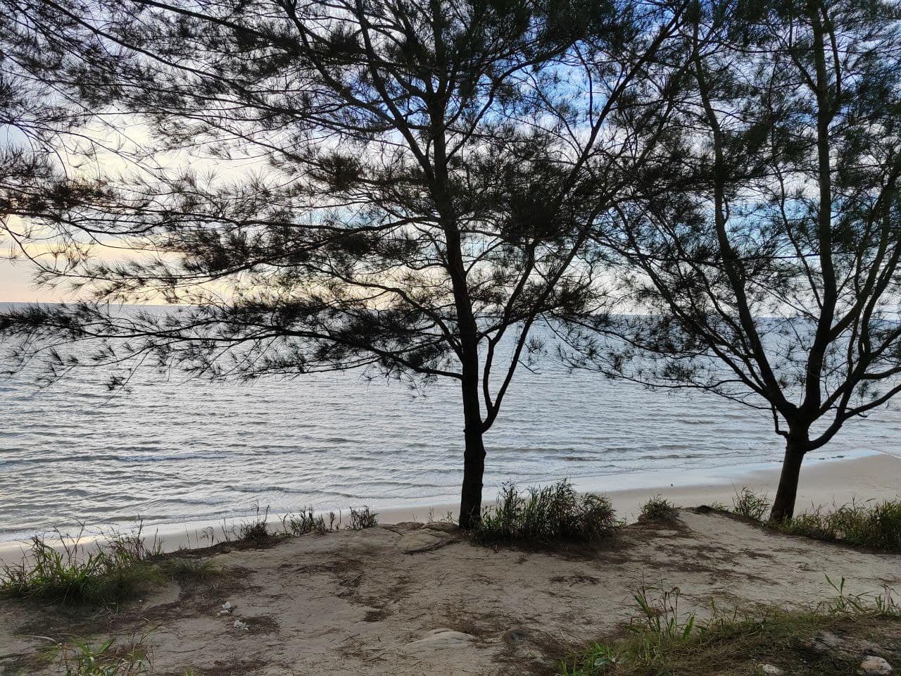 Casuarina trees along the clifftop at Tusan Beach