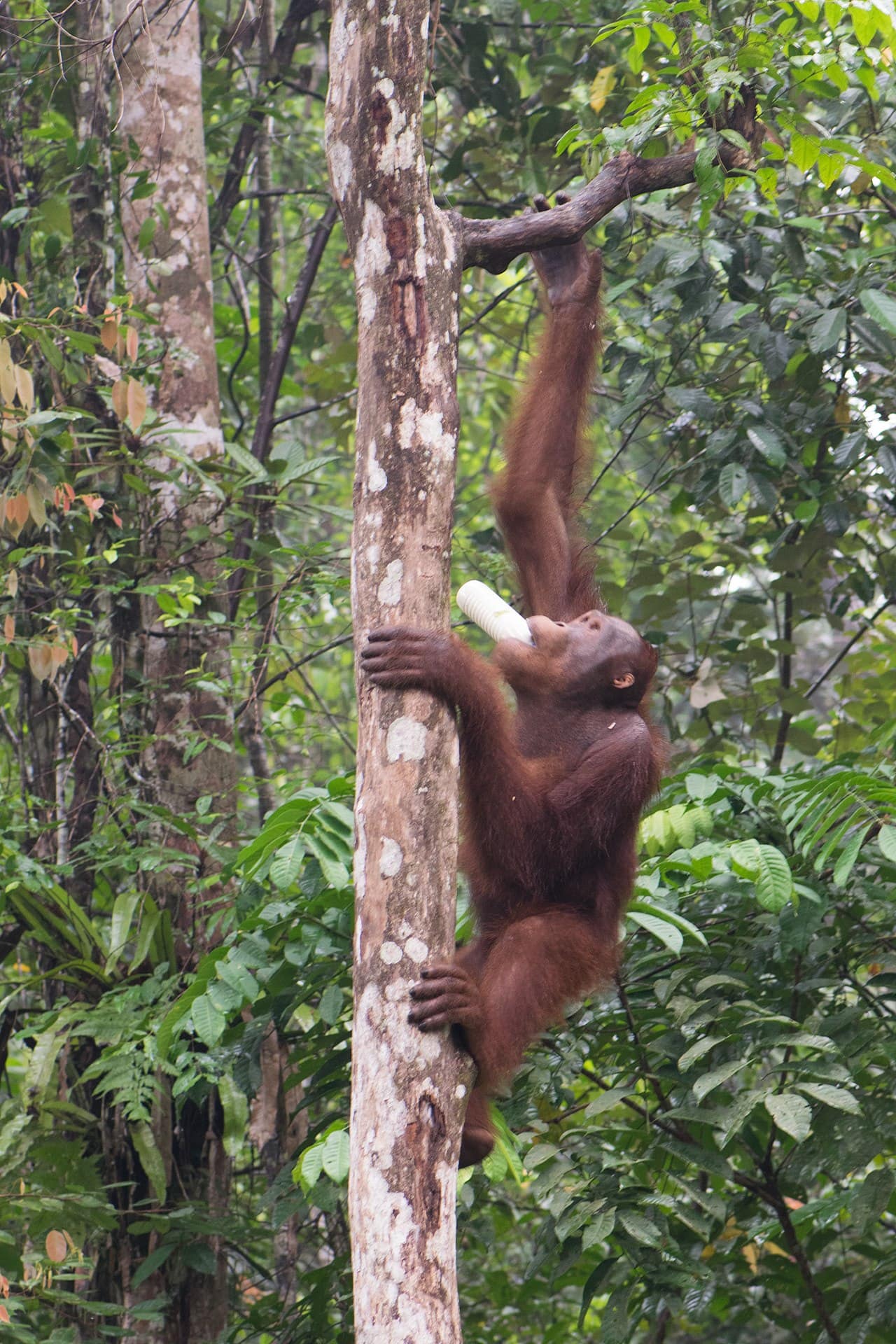 A young orangutan at Semenggoh Nature Reserve