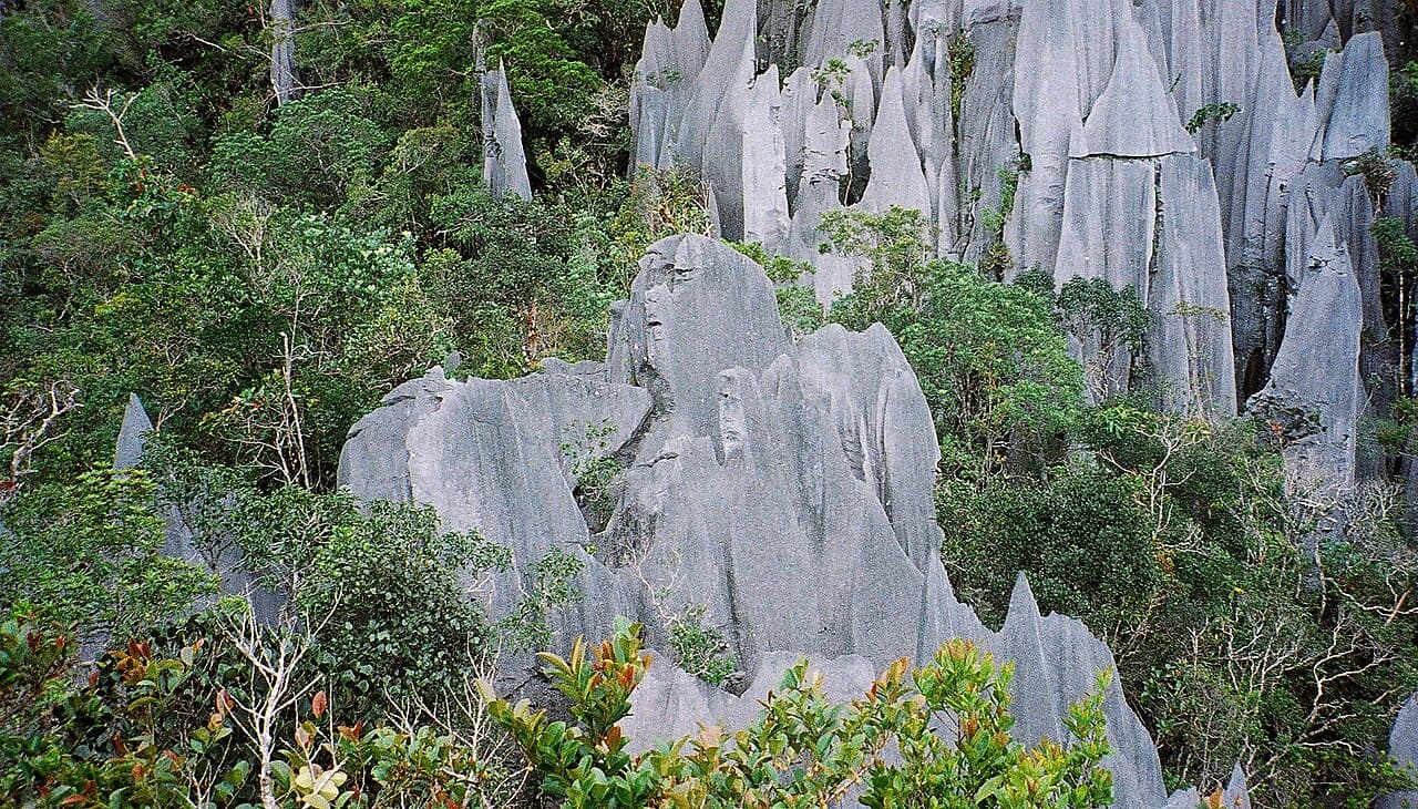 The razor-edged limestone Pinnacles seen from the viewing platform at Mulu