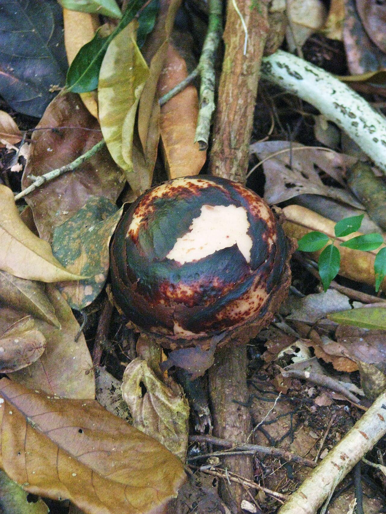 A rafflesia bud swelling on the forest floor