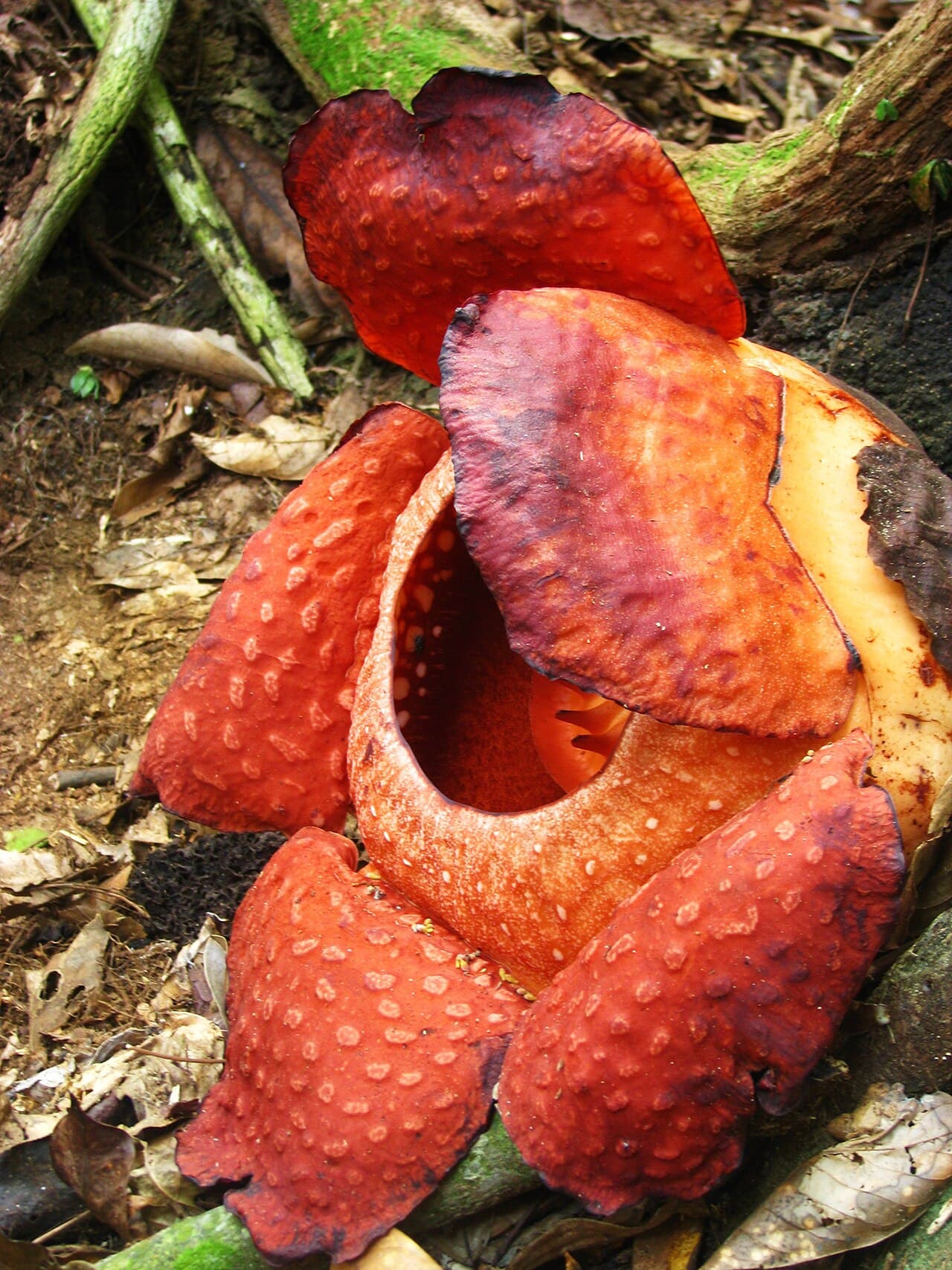 A Rafflesia tuan-mudae in full bloom at Gunung Gading