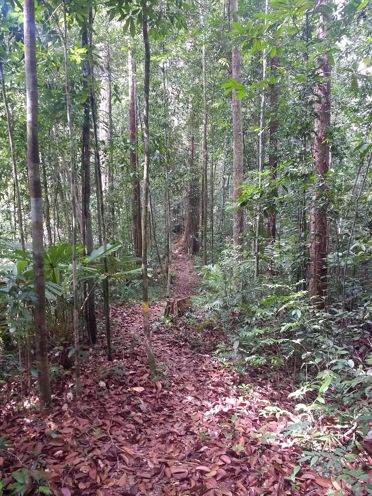 A forest trail winding through Lambir Hills