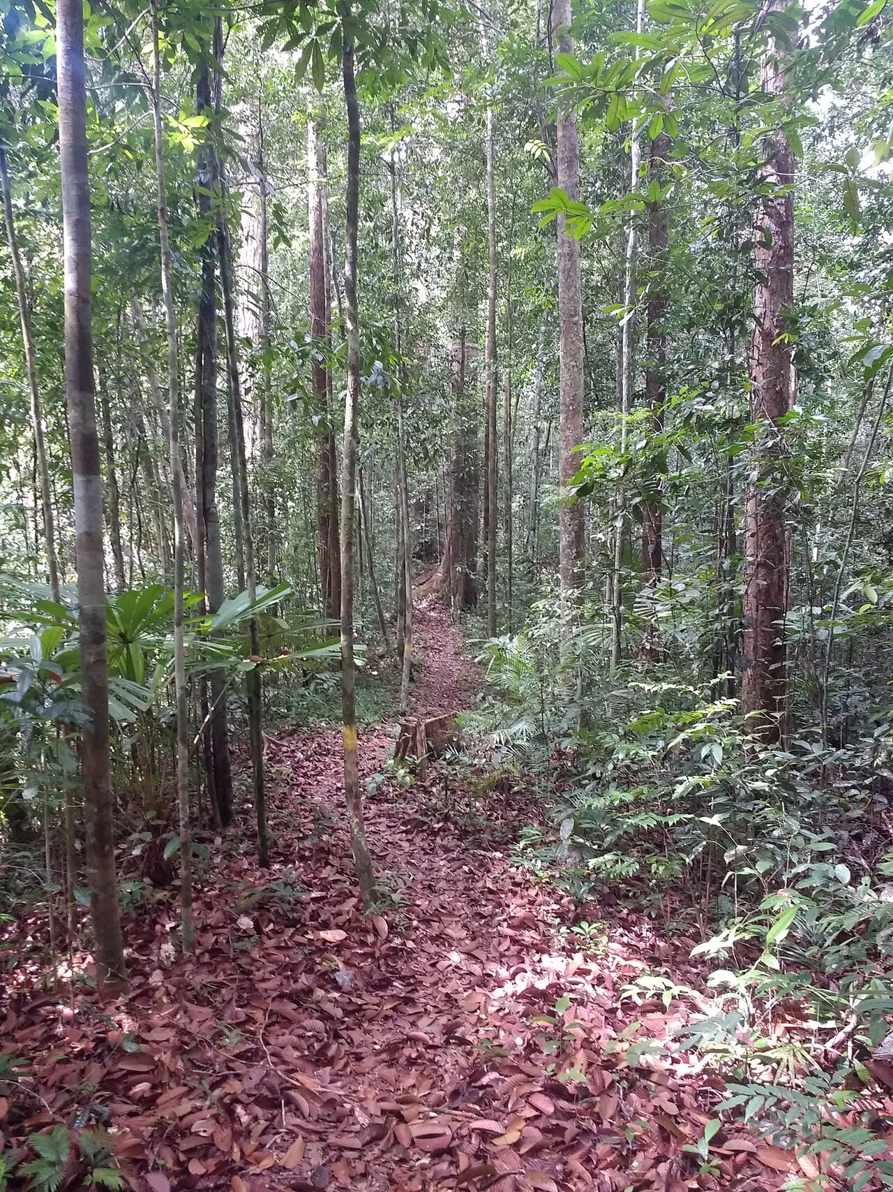 A forest trail winding through Lambir Hills