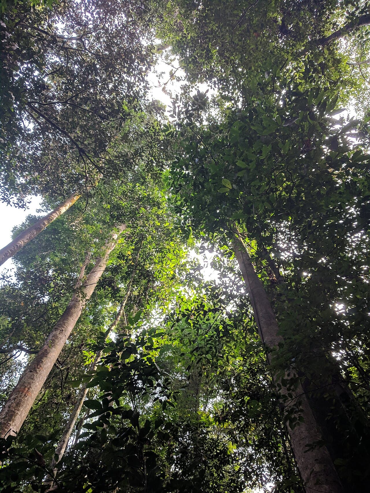 Rainforest trail in Kubah National Park