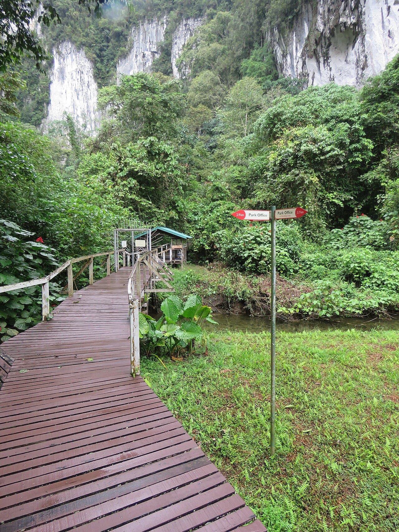 The boardwalk approach through rainforest to Deer Cave at Gunung Mulu