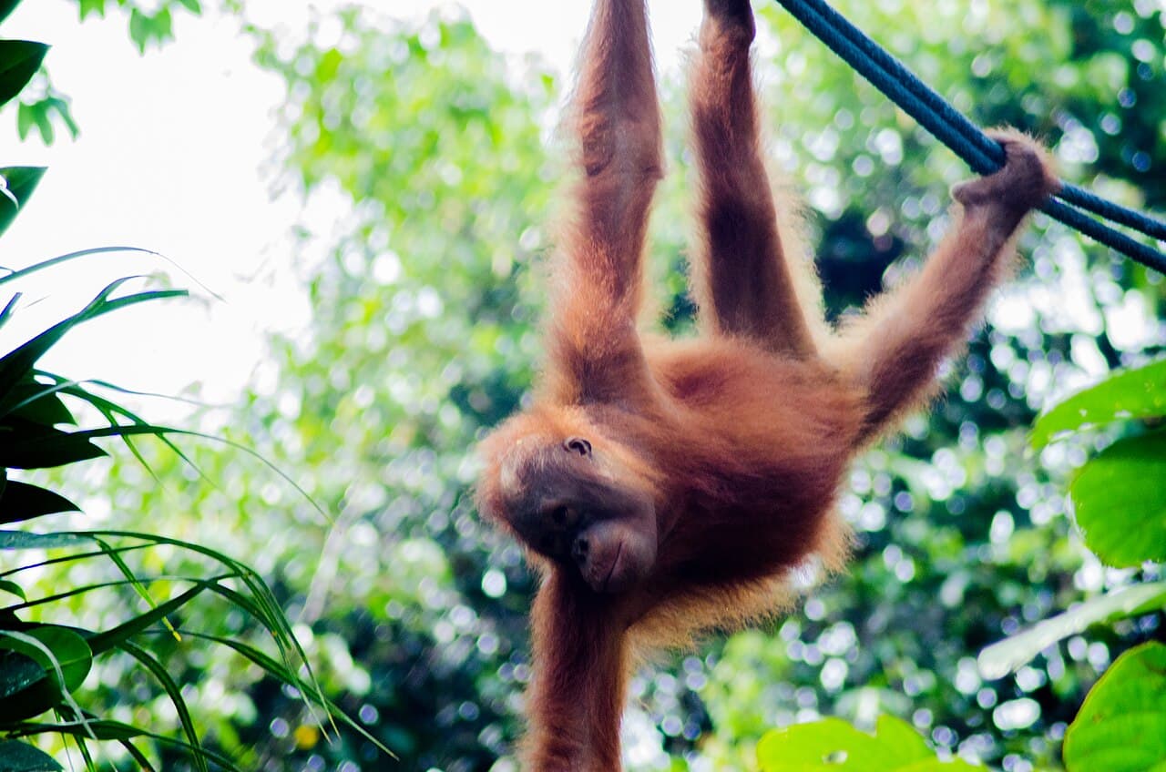 An orangutan hanging from a rope in the canopy at Semenggoh Nature Reserve