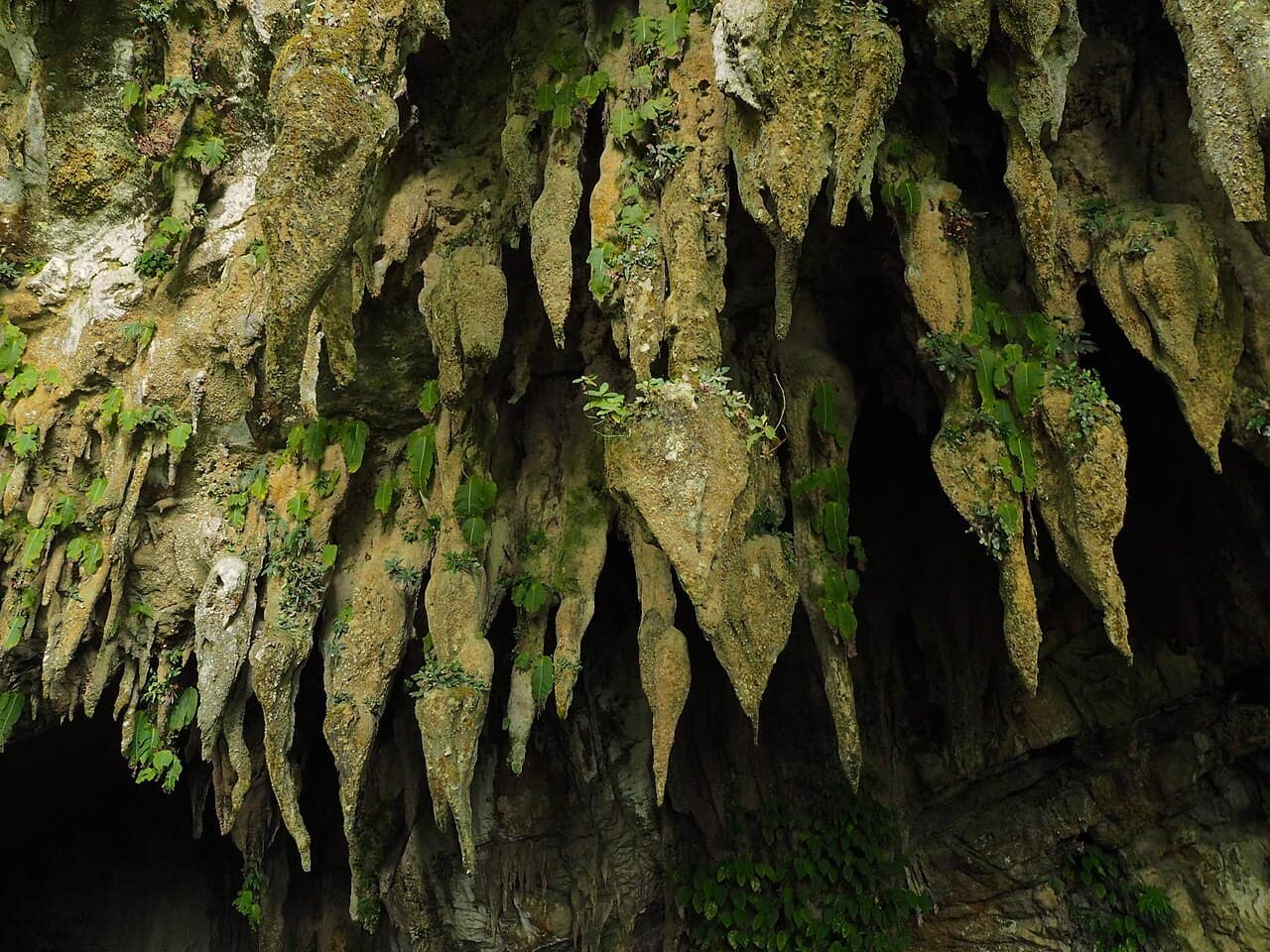 Dripstone formations hanging from the roof of a Mulu cave passage