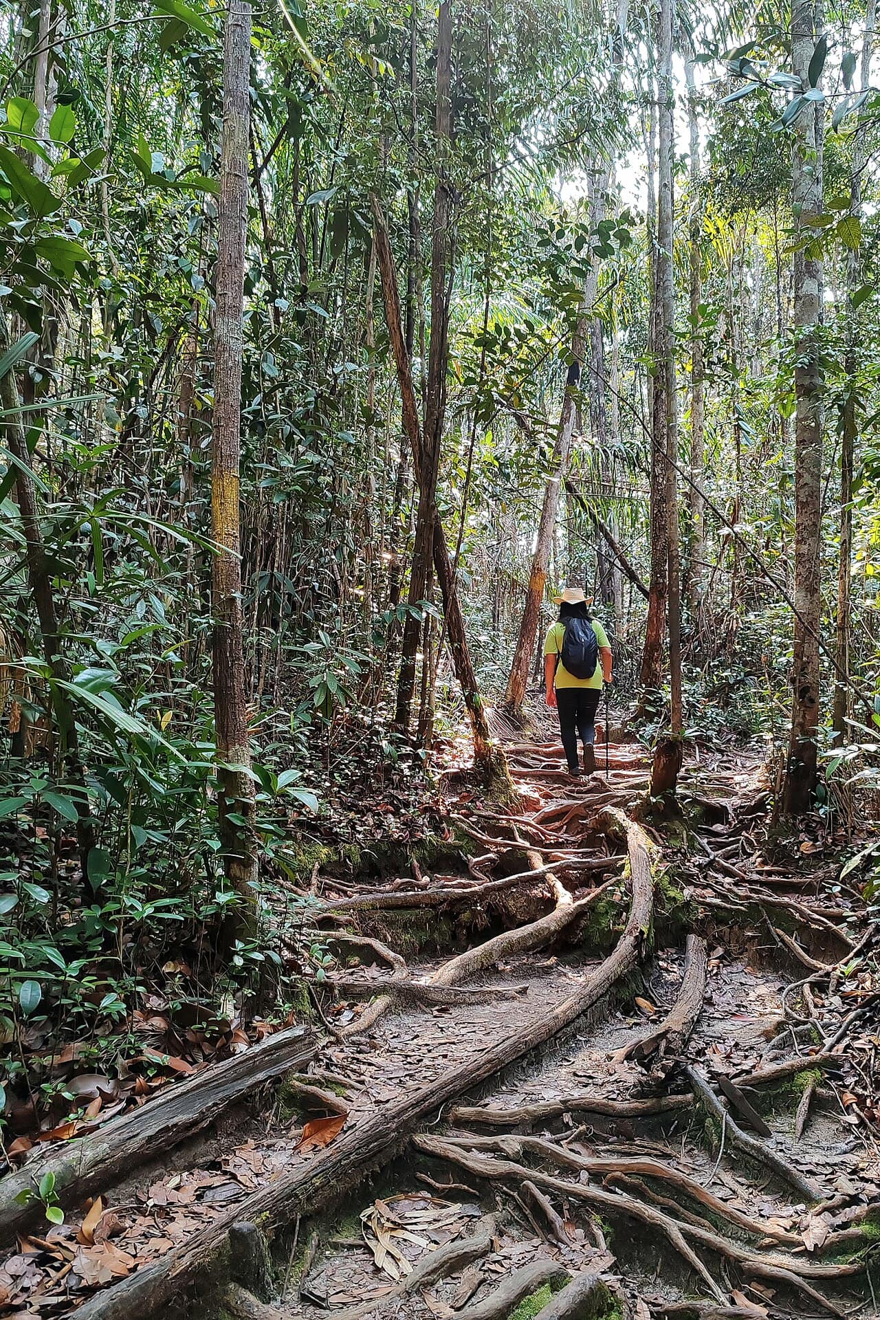 Rainforest and shoreline at Bako National Park