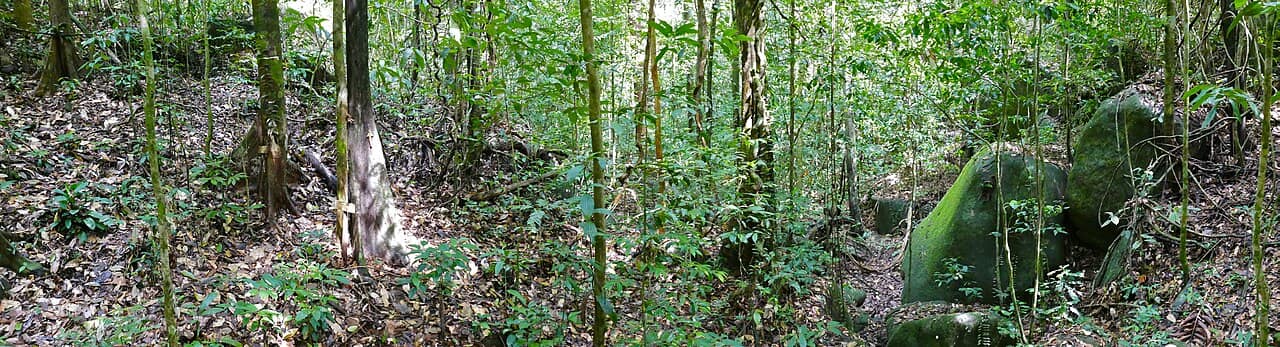 Rainforest along the rafflesia boardwalk at Gunung Gading