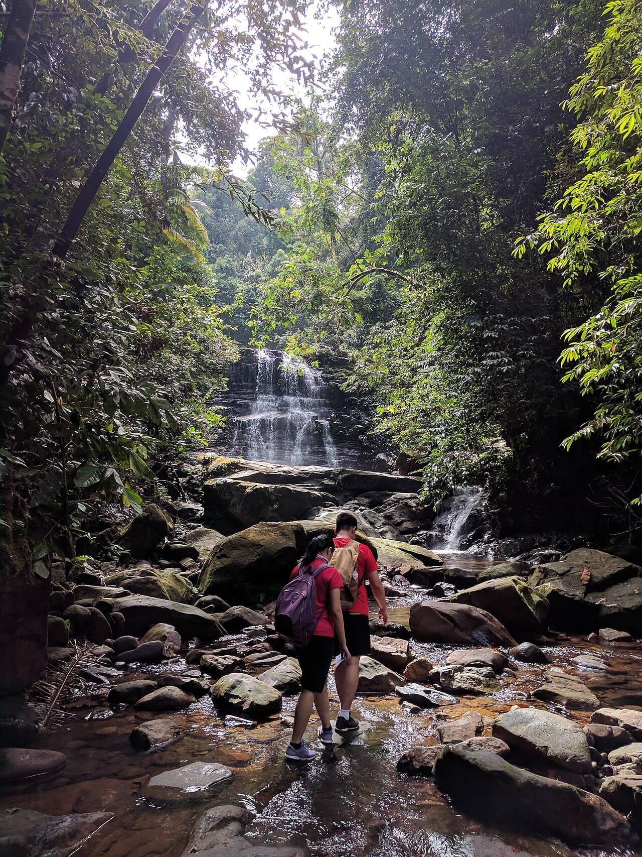 Forest scenery in Kubah National Park