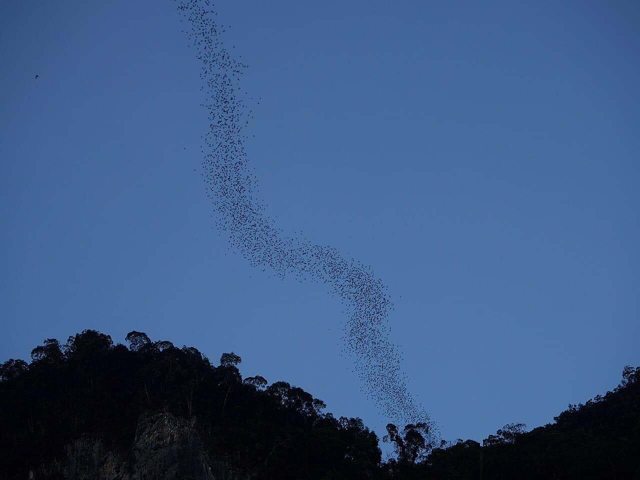 A ribbon of bats streaming out of Deer Cave against the dusk sky