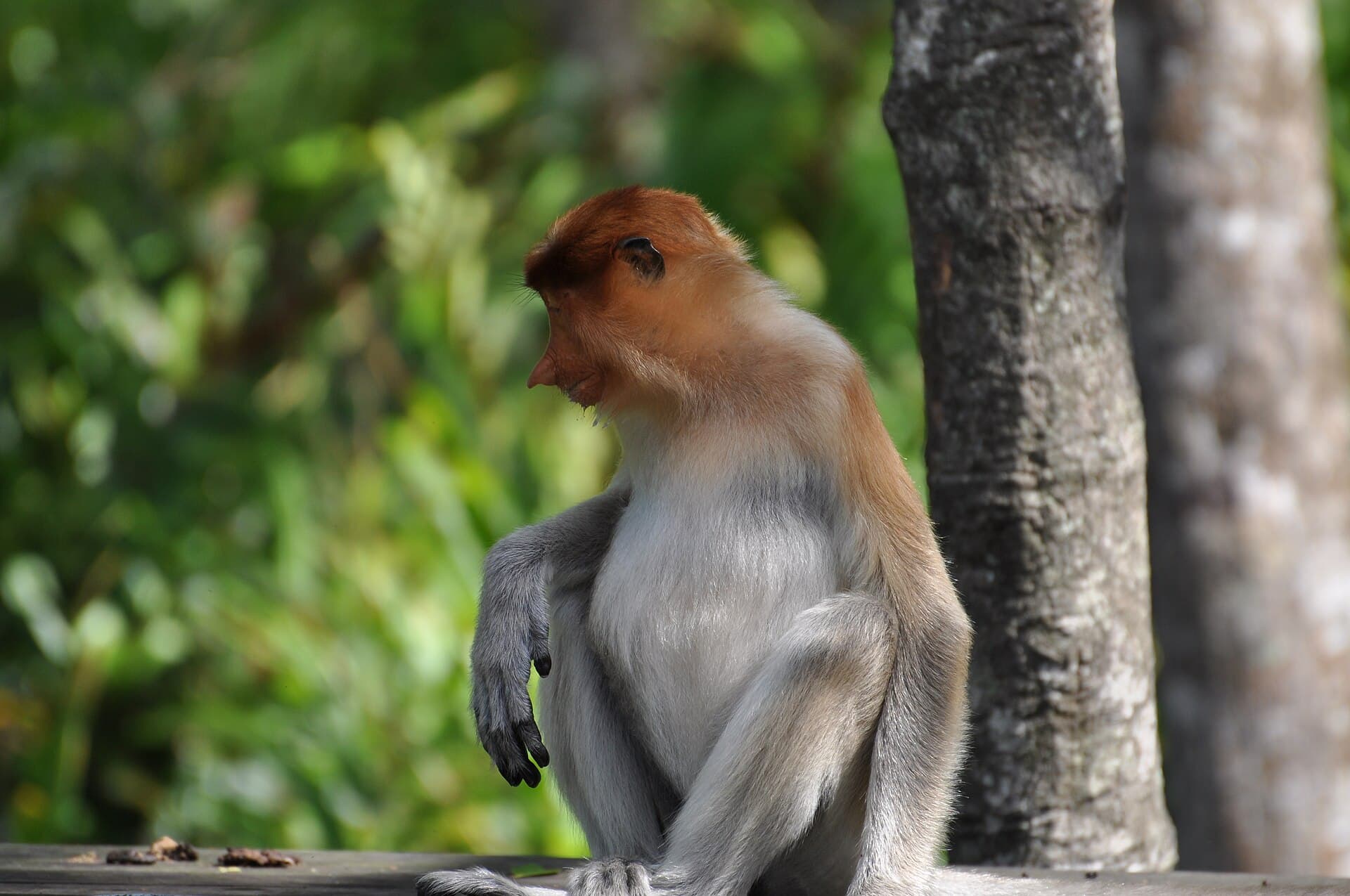 Feeding almost over, this female appears to be planning her next move. Note here characteristic pot belly. And no, she is not pregrant- this is a standard feature of this speciesl The proboscis monkey is assessed as Endangered in the IUCN Red List of Threatened Species and listed in Appendix I of CI