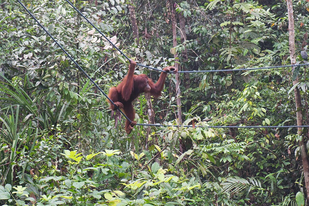 An orangutan crossing the ropes at Semenggoh